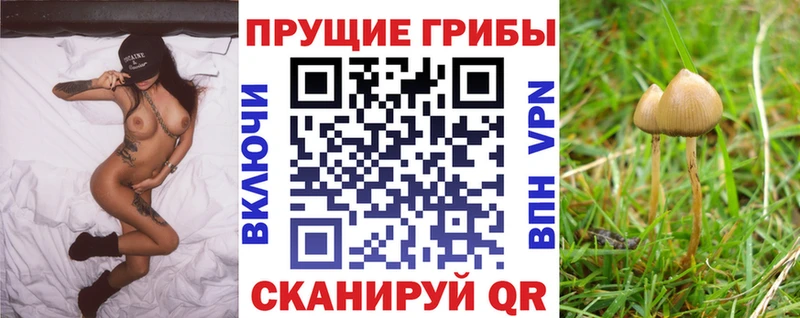 Галлюциногенные грибы Psilocybe Владимир